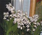 Nick's Orchids