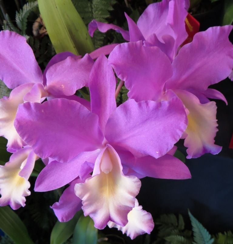 Nick's Orchids